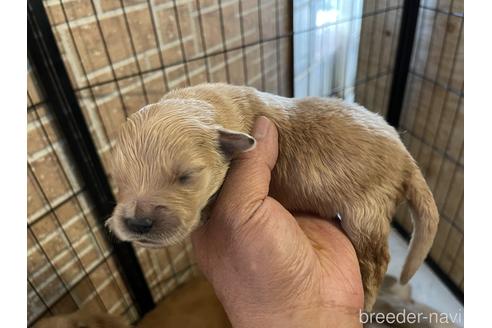 成約済の長野県のゴールデンレトリーバー-169151の2枚目